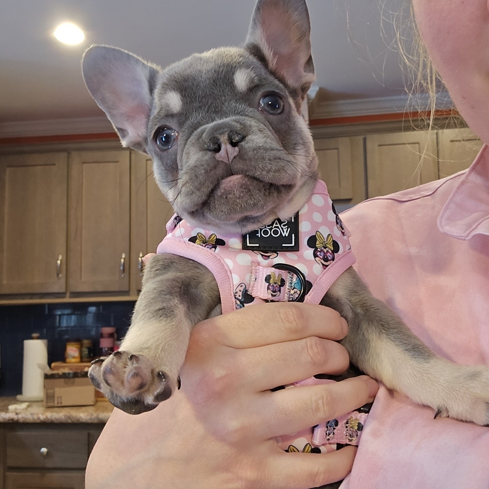 Pink Dog Harness